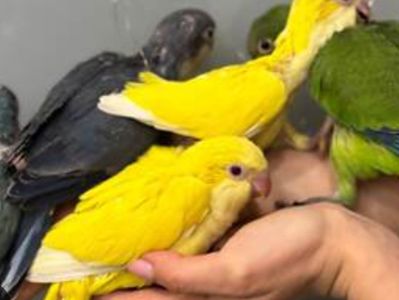 Ручные малыши для разговора