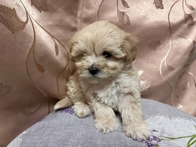 Наймиліше дітки Мальтіпу Ф1