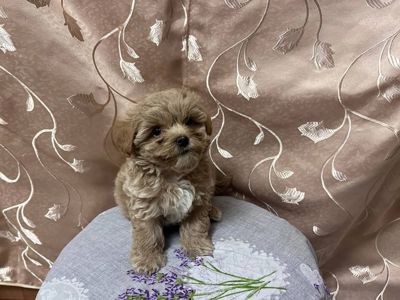 Наймиліше дітки Мальтіпу Ф1