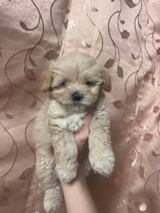 Наймиліше дітки Мальтіпу Ф1