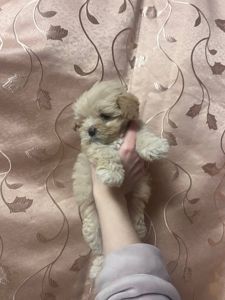 Наймиліше дітки Мальтіпу Ф1