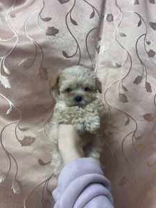 Наймиліше дітки Мальтіпу Ф1