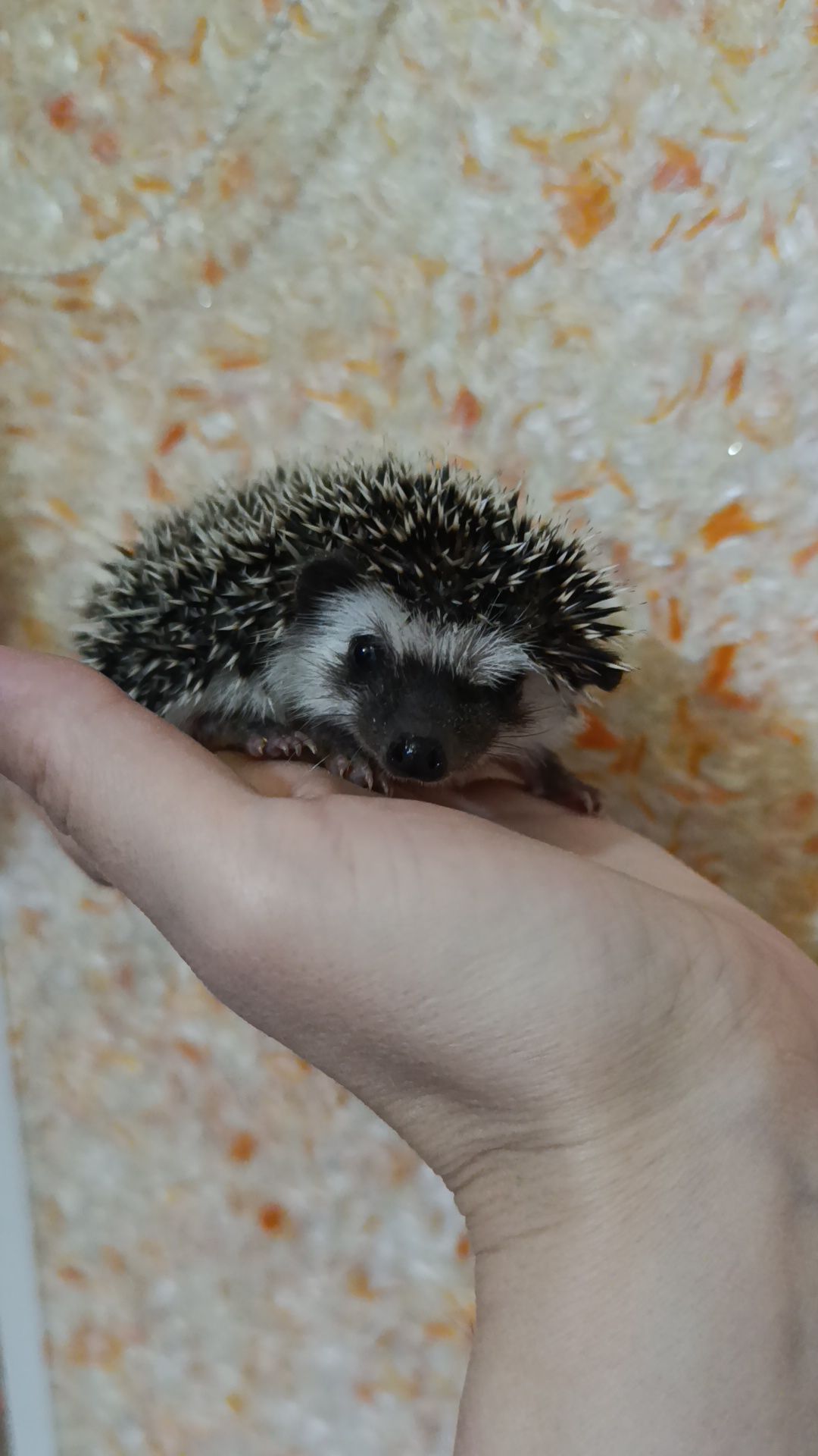 Африканські їжаки, їжак