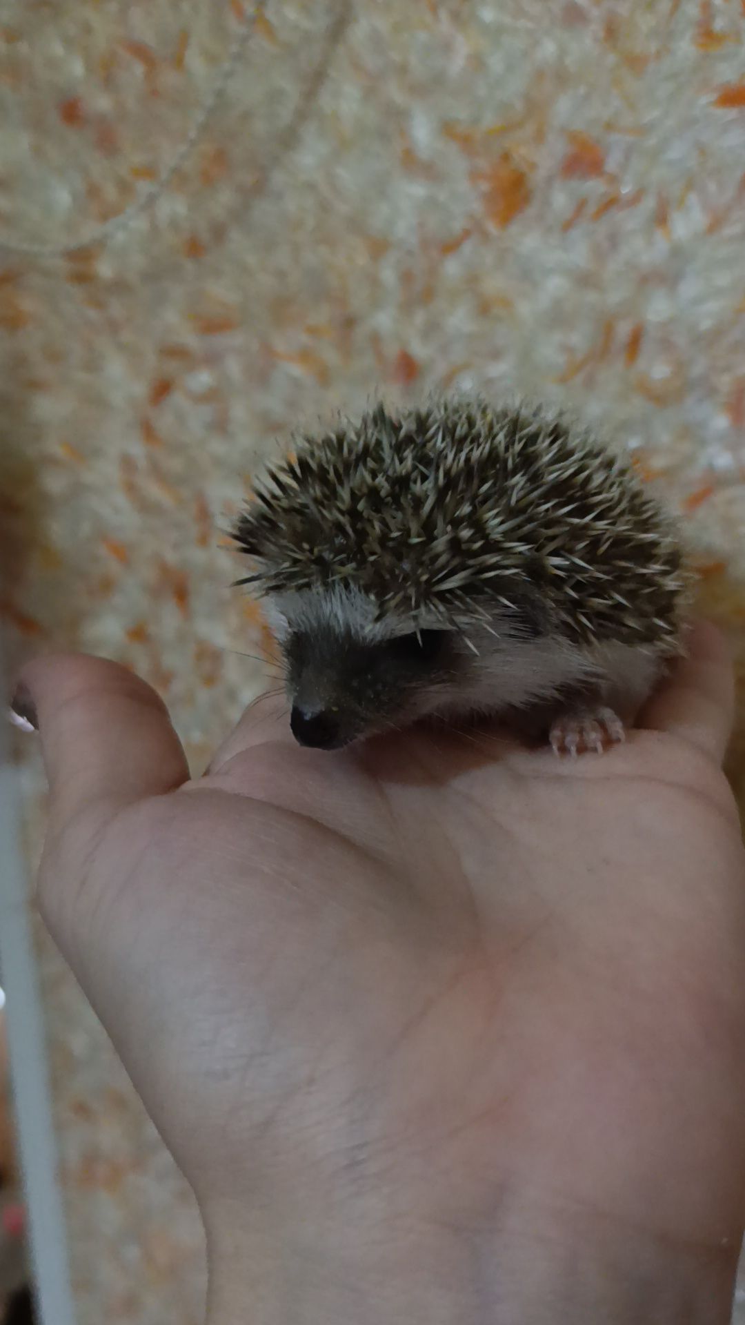 Африканські їжаки, їжак