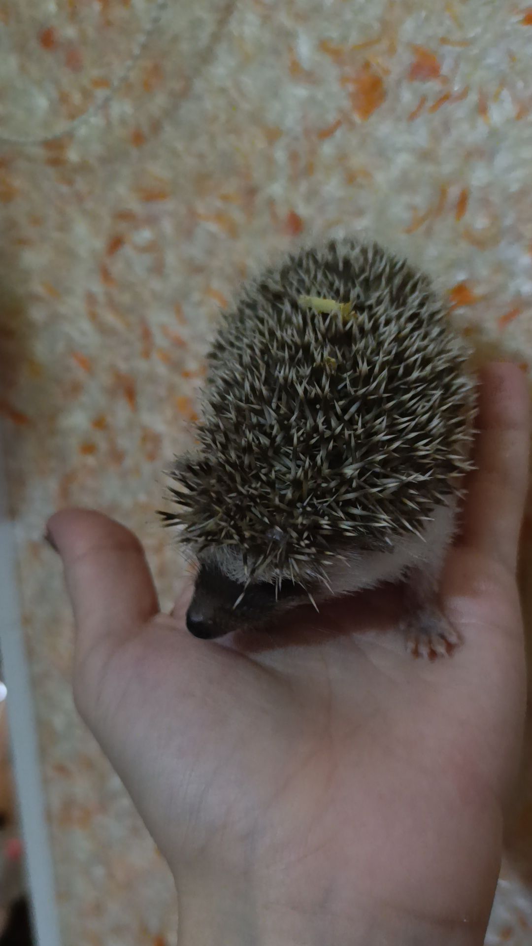 Африканські їжаки, їжак