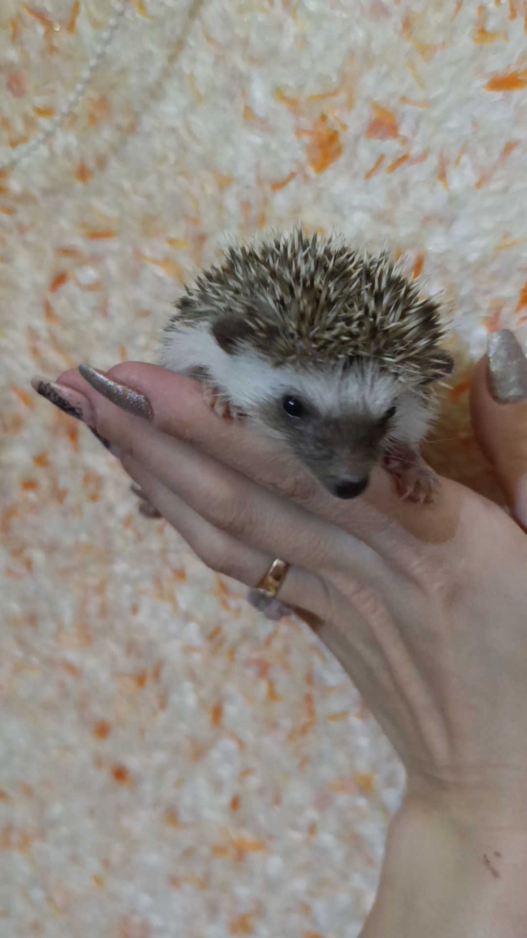 Африканські їжаки, їжак