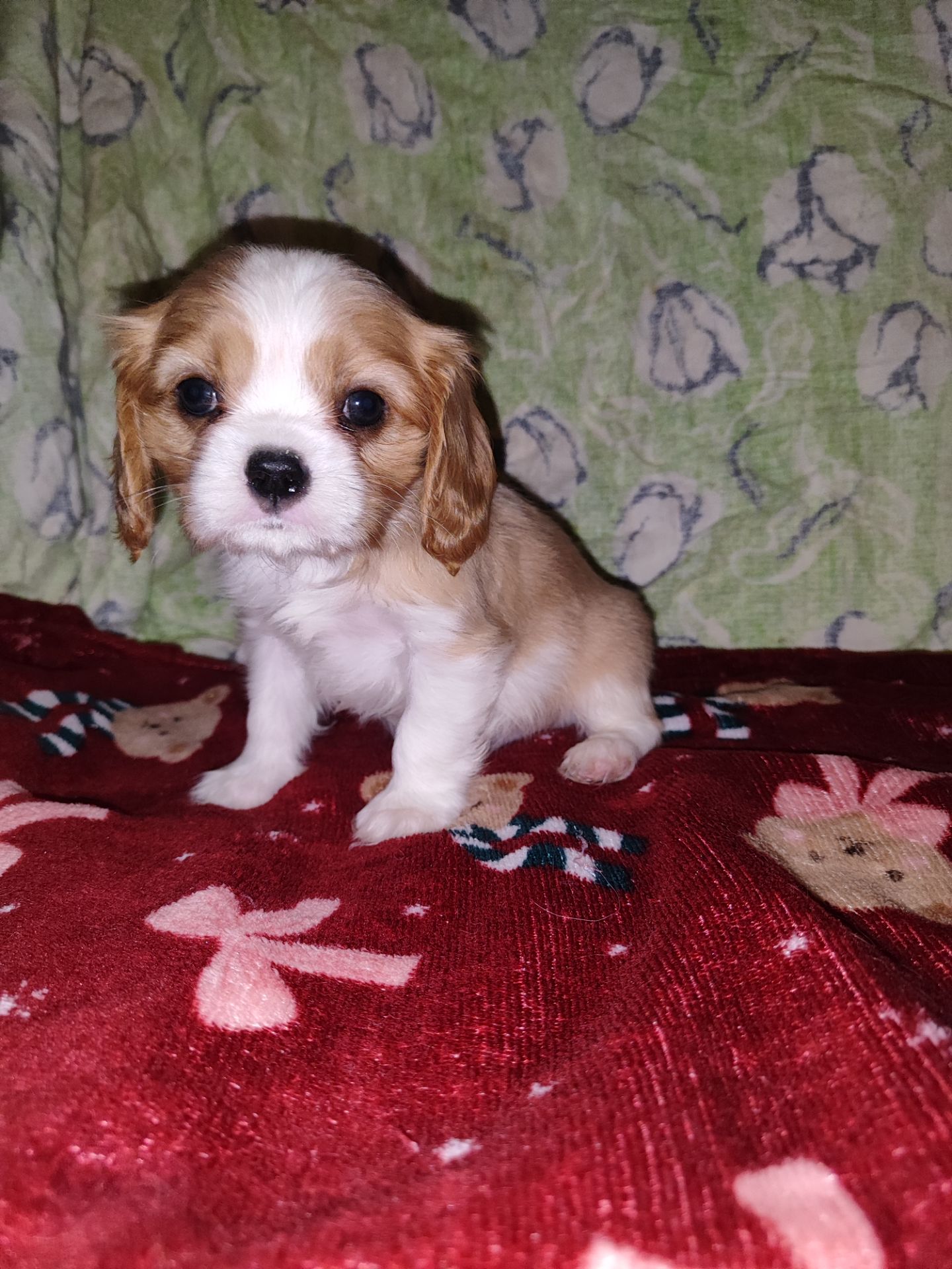 Кавалер кинг чарльз спаниель