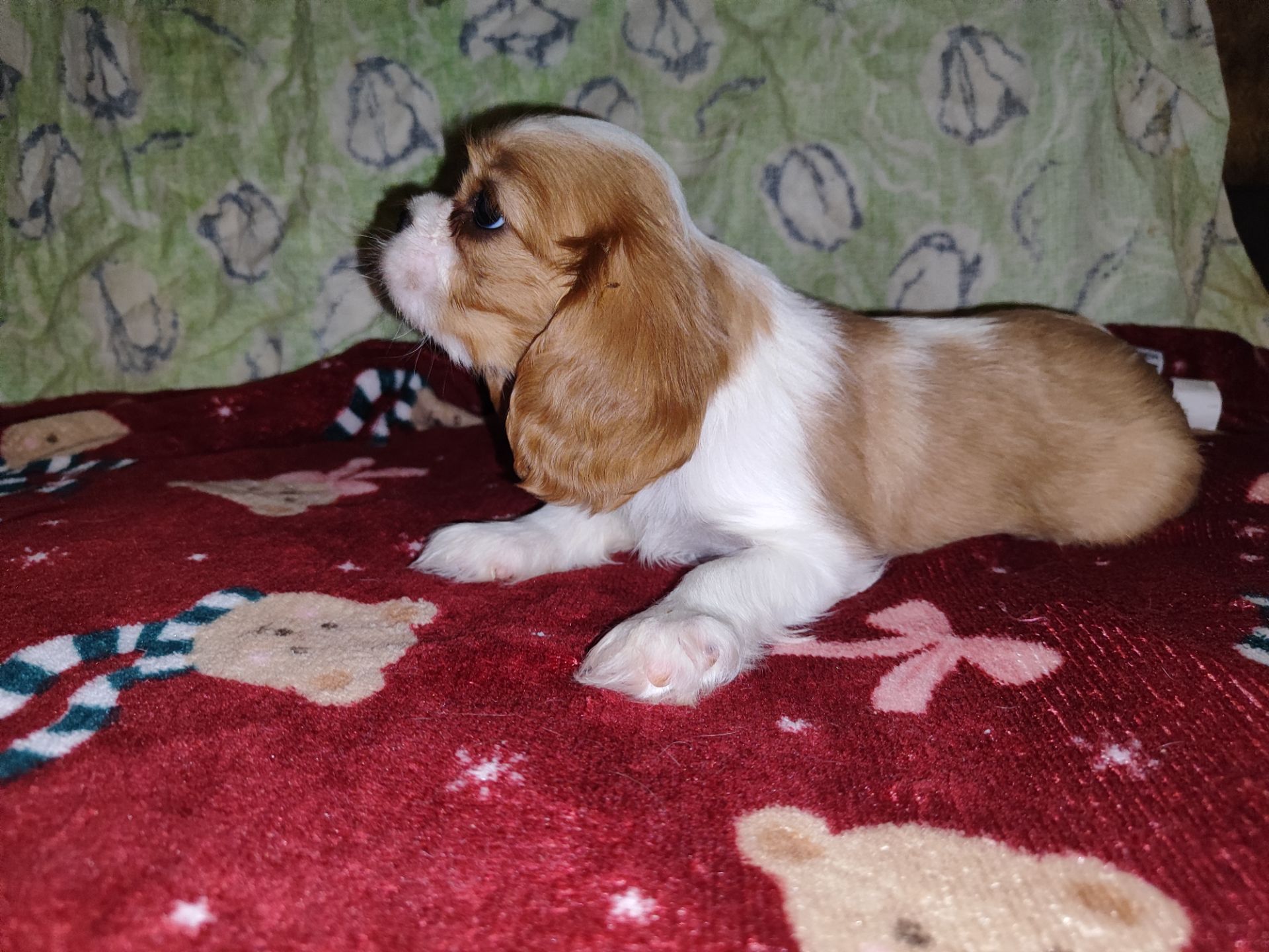 Кавалер кинг чарльз спаниель