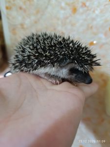 Африканські їжаки, їжак