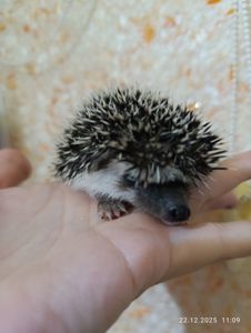 Африканські їжаки, їжак