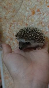 Африканські їжаки, їжак