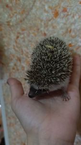 Африканські їжаки, їжак