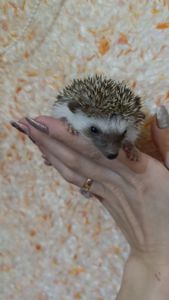 Африканські їжаки, їжак