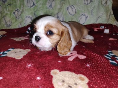Кавалер кинг чарльз спаниель