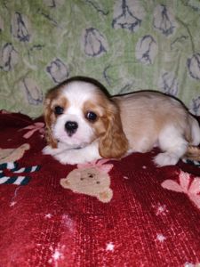 Кавалер кинг чарльз спаниель