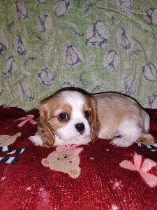 Кавалер кинг чарльз спаниель