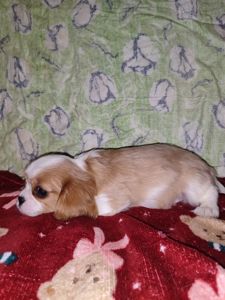 Кавалер кинг чарльз спаниель