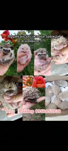 Африканські їжаки, їжак