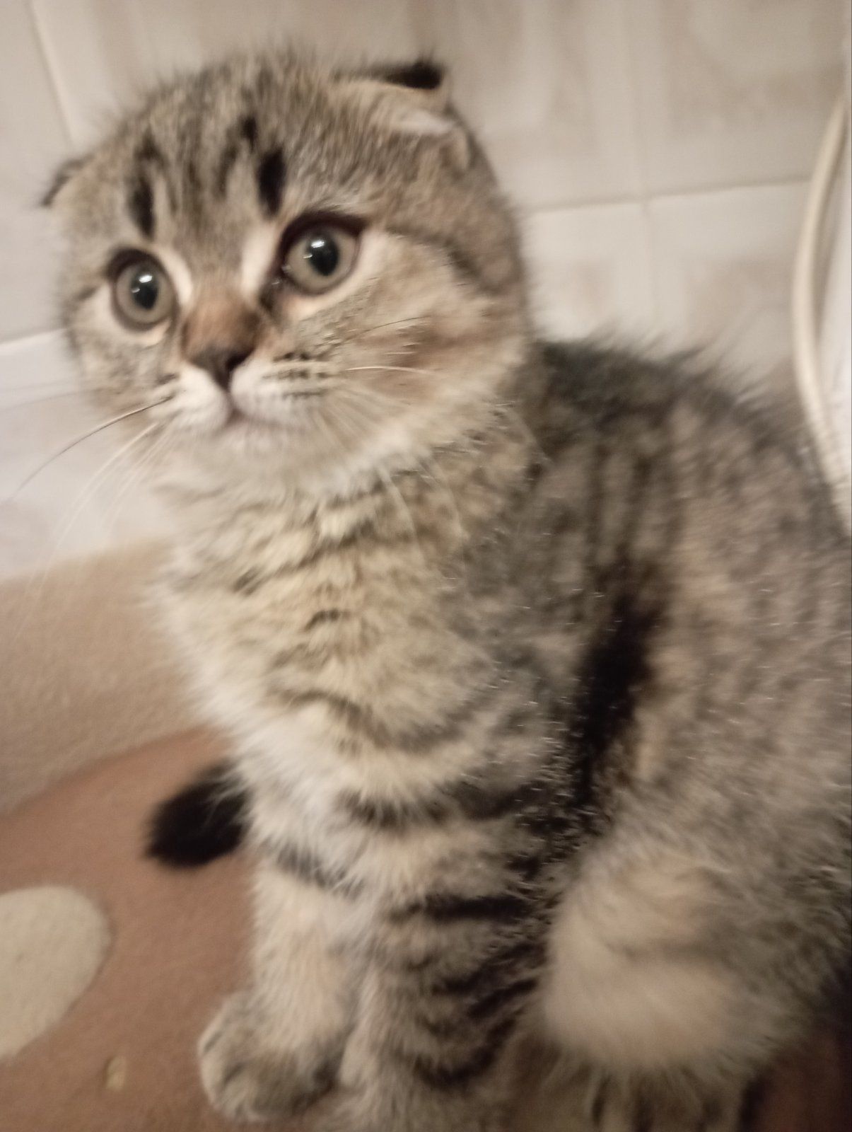 Передріздвяні Дівчатка скоттиш фолд Шиншилові Золоті