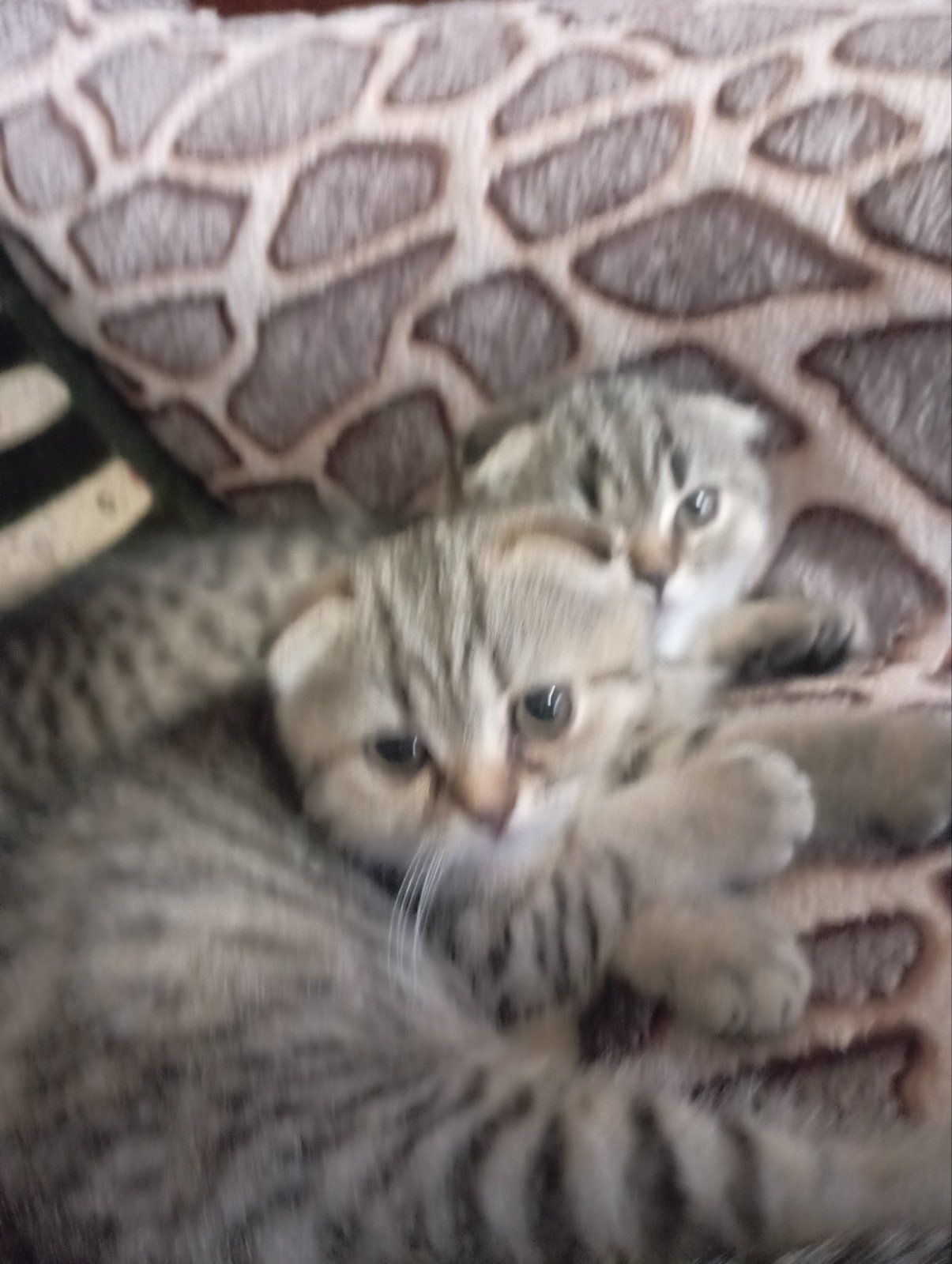 Передріздвяні Дівчатка скоттиш фолд Шиншилові Золоті