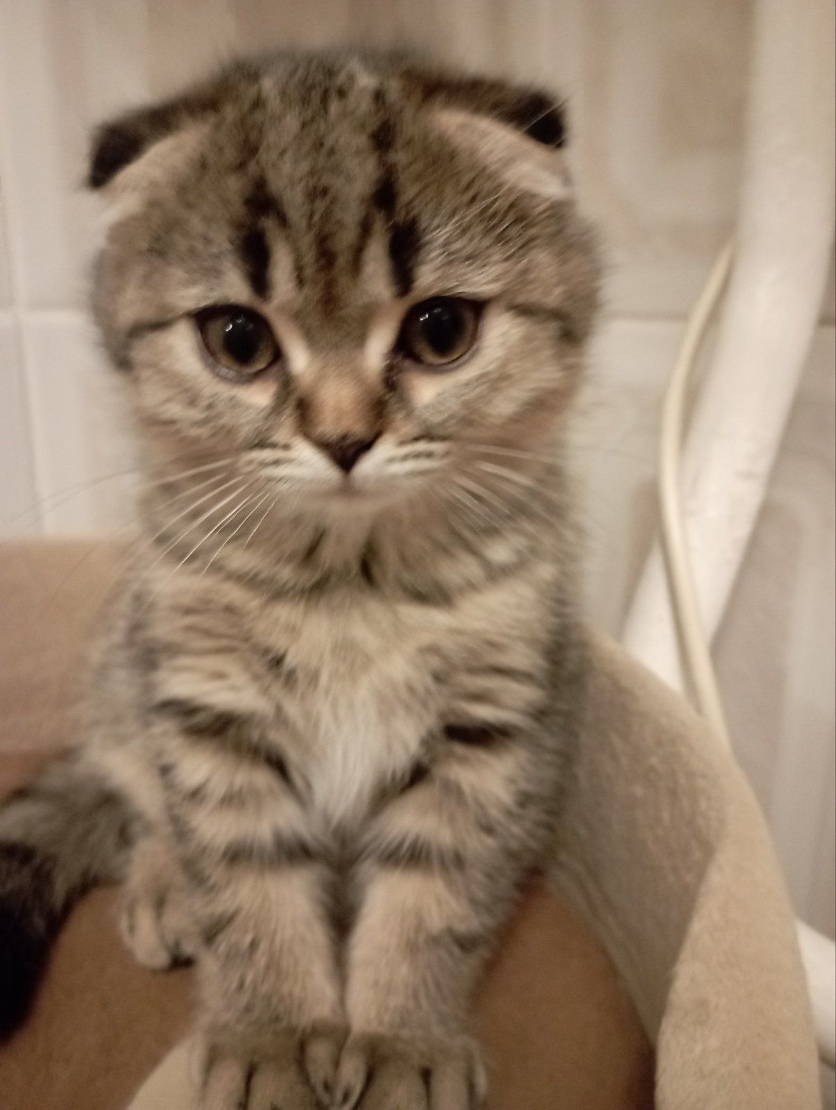 Передріздвяні Дівчатка скоттиш фолд Шиншилові Золоті