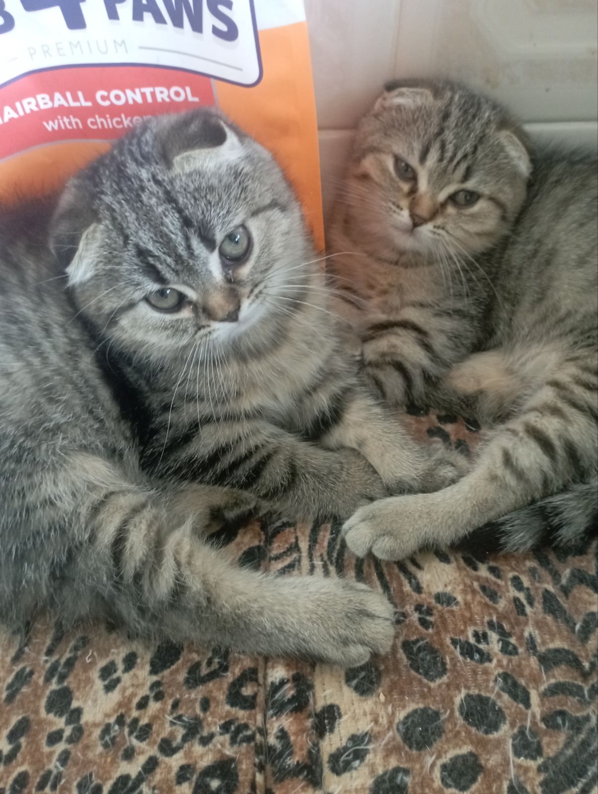 Передріздвяні Дівчатка скоттиш фолд Шиншилові Золоті