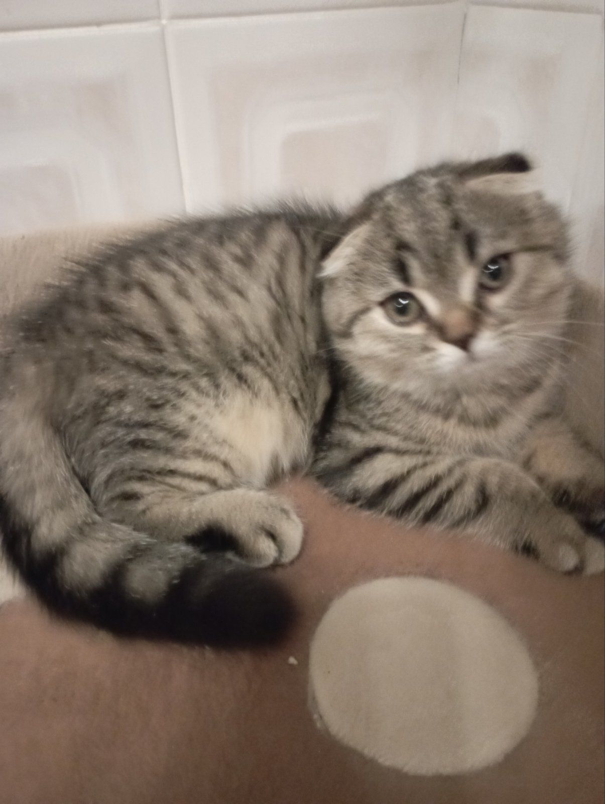 Передріздвяні Дівчатка скоттиш фолд Шиншилові Золоті