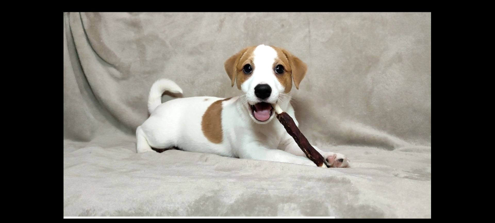 Хлопчик 2 міс документи КСУ FCI Джек Рассел тер'єр