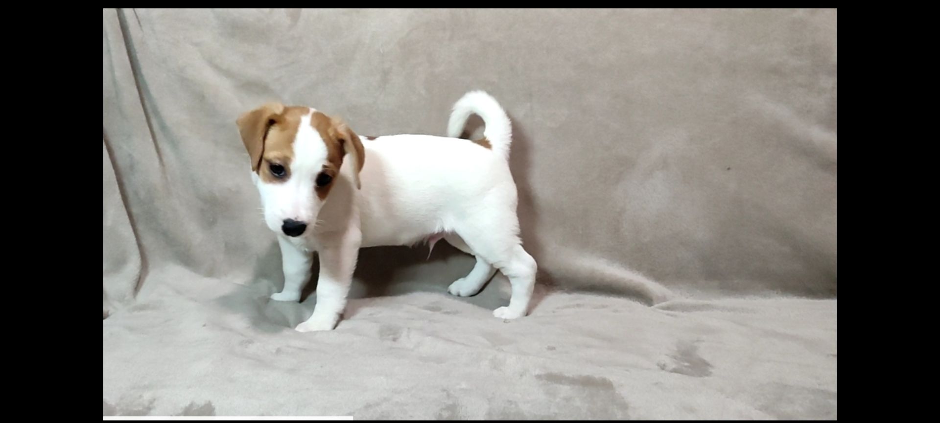 Хлопчик 2 міс документи КСУ FCI Джек Рассел тер'єр