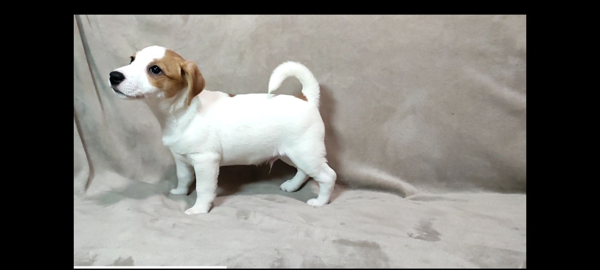 Хлопчик 2 міс документи КСУ FCI Джек Рассел тер'єр