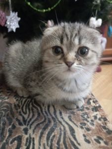 Передріздвяні Дівчатка скоттиш фолд Шиншилові Золоті