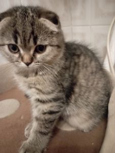 Передріздвяні Дівчатка скоттиш фолд Шиншилові Золоті