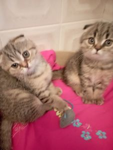 Передріздвяні Дівчатка скоттиш фолд Шиншилові Золоті