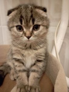 Передріздвяні Дівчатка скоттиш фолд Шиншилові Золоті