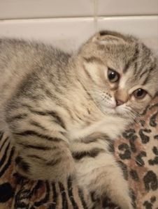 Передріздвяні Дівчатка скоттиш фолд Шиншилові Золоті