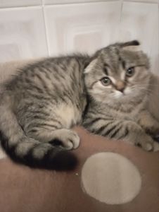 Передріздвяні Дівчатка скоттиш фолд Шиншилові Золоті