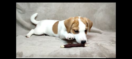 Хлопчик 2 міс документи КСУ FCI Джек Рассел тер'єр