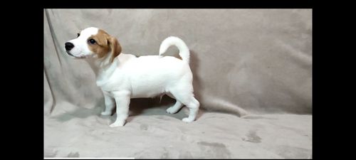 Хлопчик 2 міс документи КСУ FCI Джек Рассел тер'єр