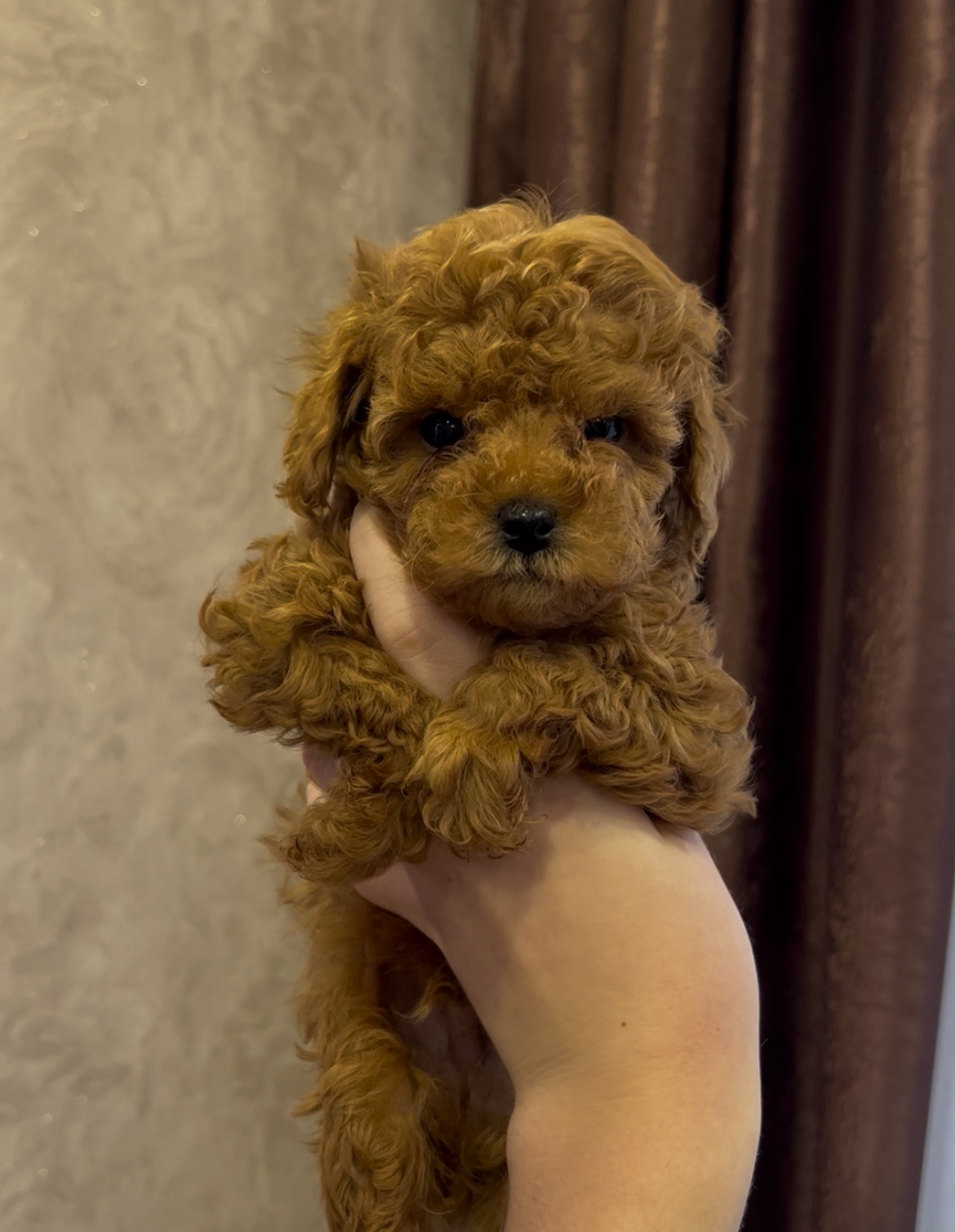 Хлопчик пуделя