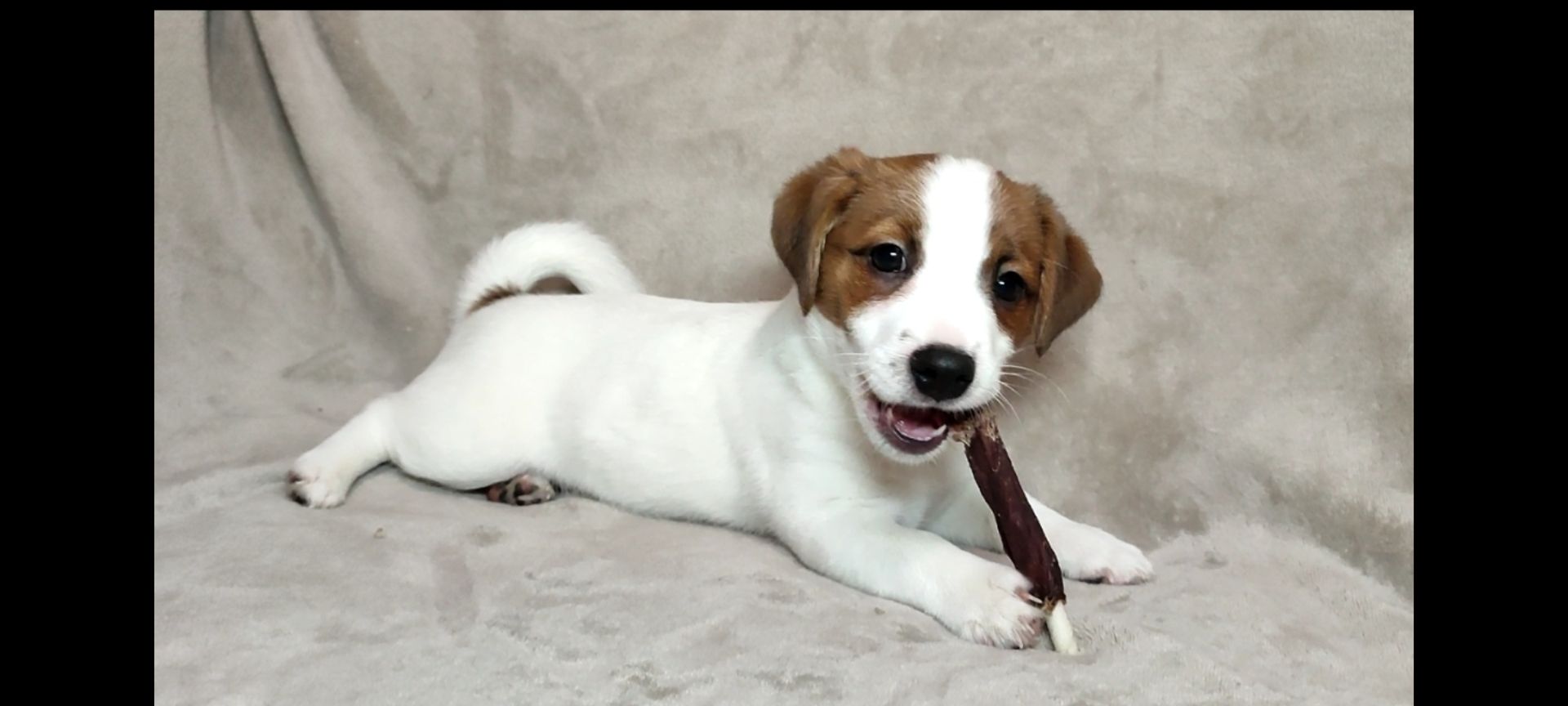 Хлопчик 2 міс документи КСУ FCI Джек Рассел тер'єр