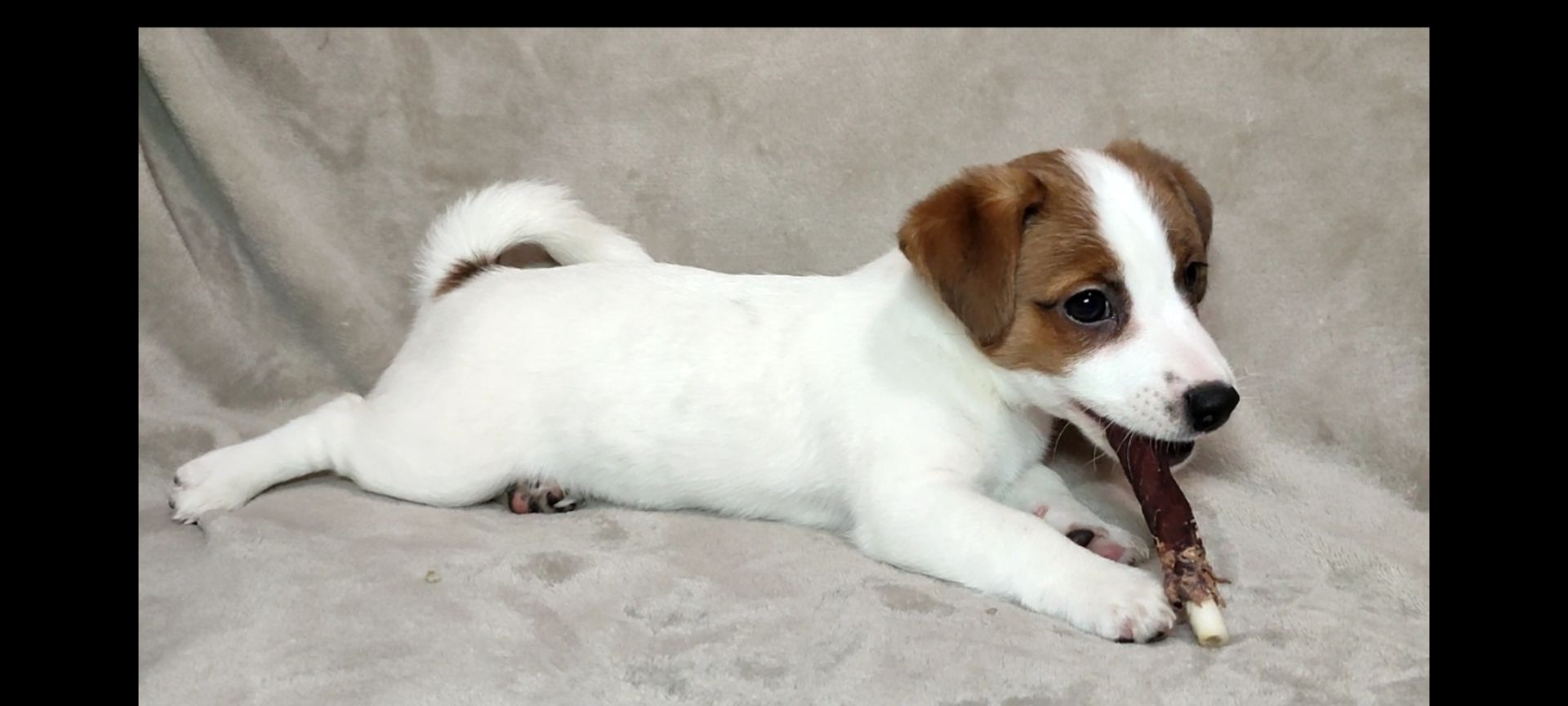 Хлопчик 2 міс документи КСУ FCI Джек Рассел тер'єр