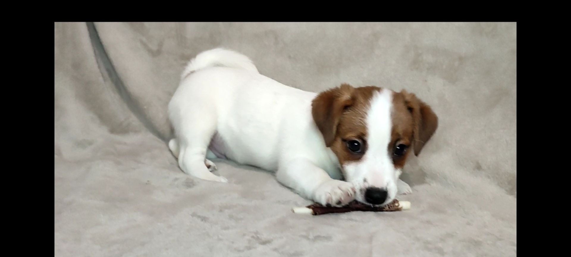 Хлопчик 2 міс документи КСУ FCI Джек Рассел тер'єр