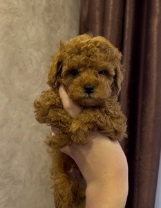 Хлопчик пуделя