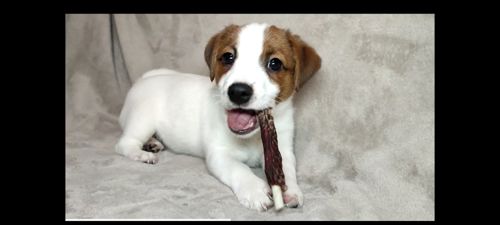 Хлопчик 2 міс документи КСУ FCI Джек Рассел тер'єр