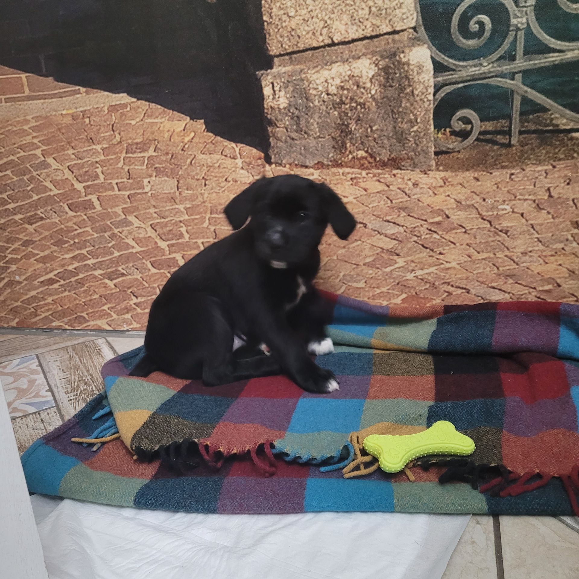 Спаніель метис