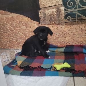 Спаніель метис