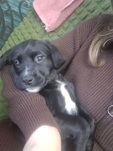 Спаніель метис