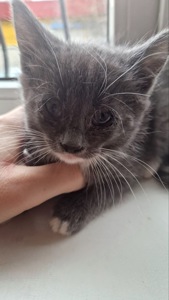 Кошеня Нона