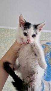 Кошеня Біляшик