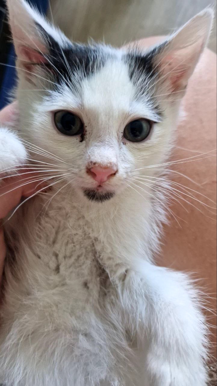 Кошеня Біляшик